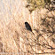 Sardinian Warbler; Curruca Cabicingra