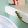 Gold dust day gecko