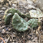 Eastern Prickily Pear