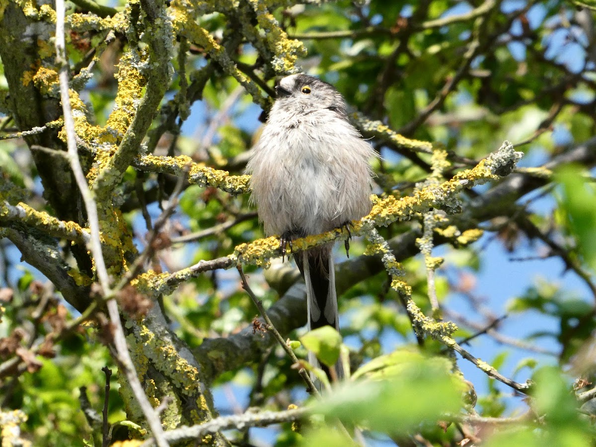 Long-tailed tit