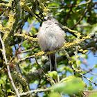 Long-tailed tit