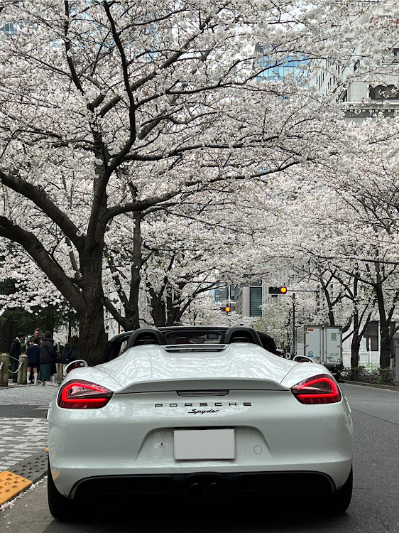 ボクスタースパイダーのサクラと愛車・花粉症のオープンカー乗り・さくらトンネル・桜とコラボ・981ボクスターに関するカスタム事例の投稿画像3枚目