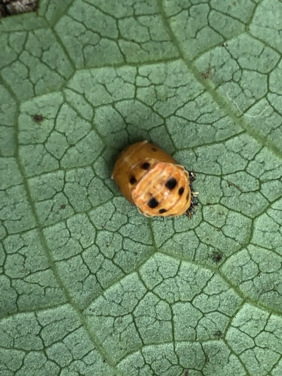 Multicolored Asian Lady Beetle Pupa