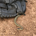 Garter snake