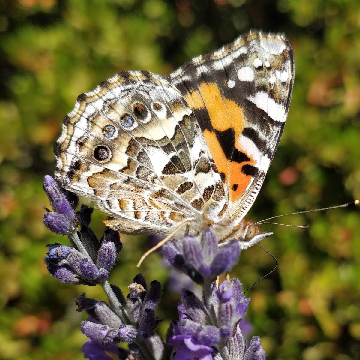 Australian Painted Lady