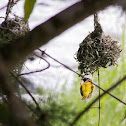 Village weaver