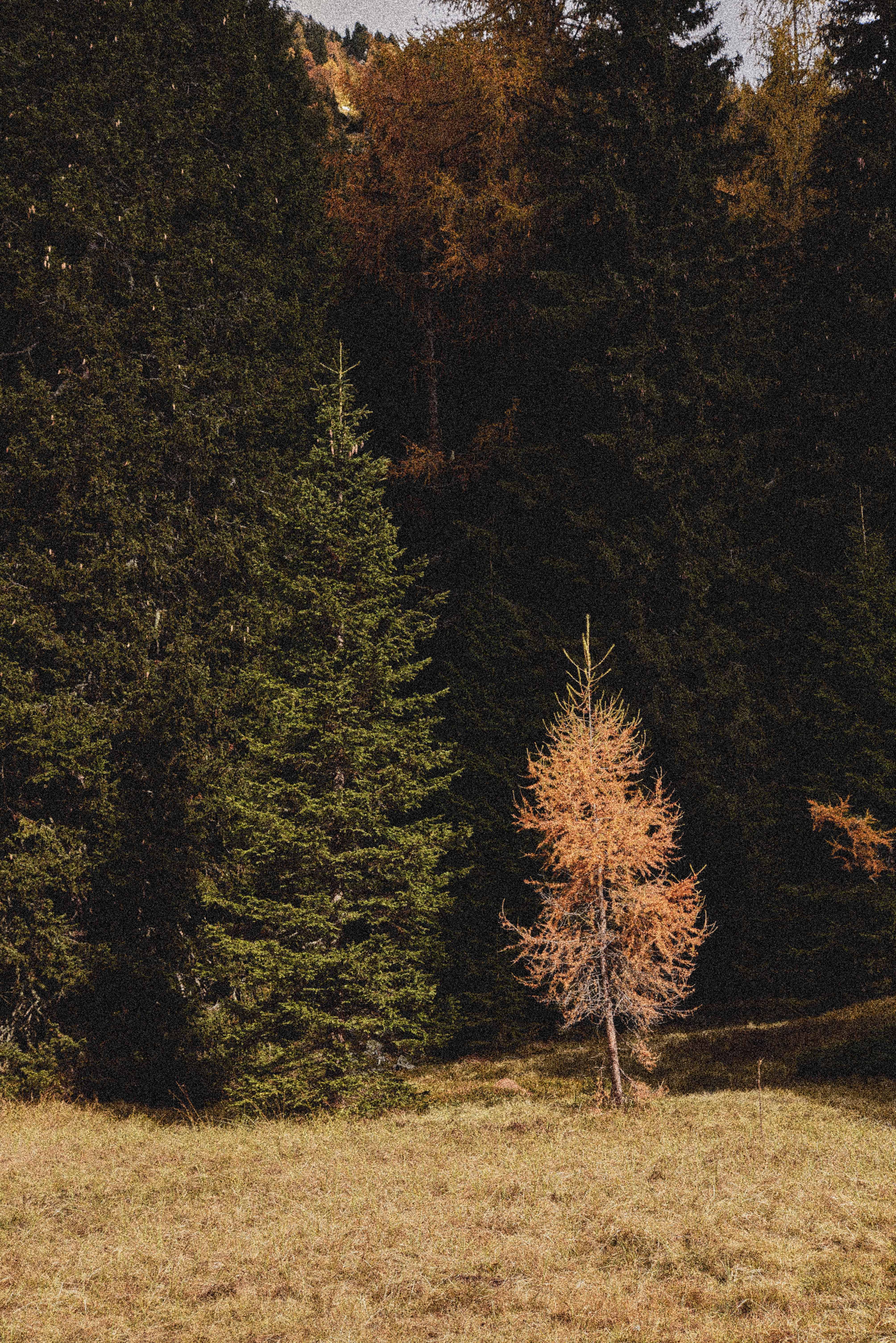 Autumn in Italy di msquiri