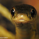 Eastern gartersnake