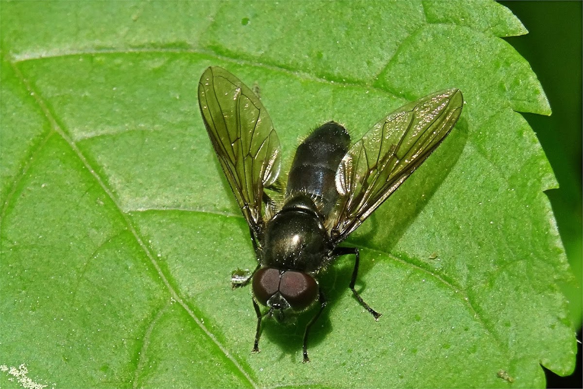 Figwort cheilosia