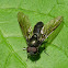 Figwort cheilosia