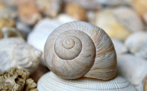 Spiral Seashell Close-Up screenshot 1
