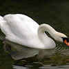 The mute swan