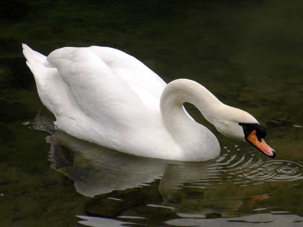 The mute swan