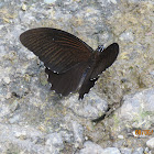 Common Raven Butterfly