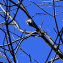 Downy Woodpecker (female)