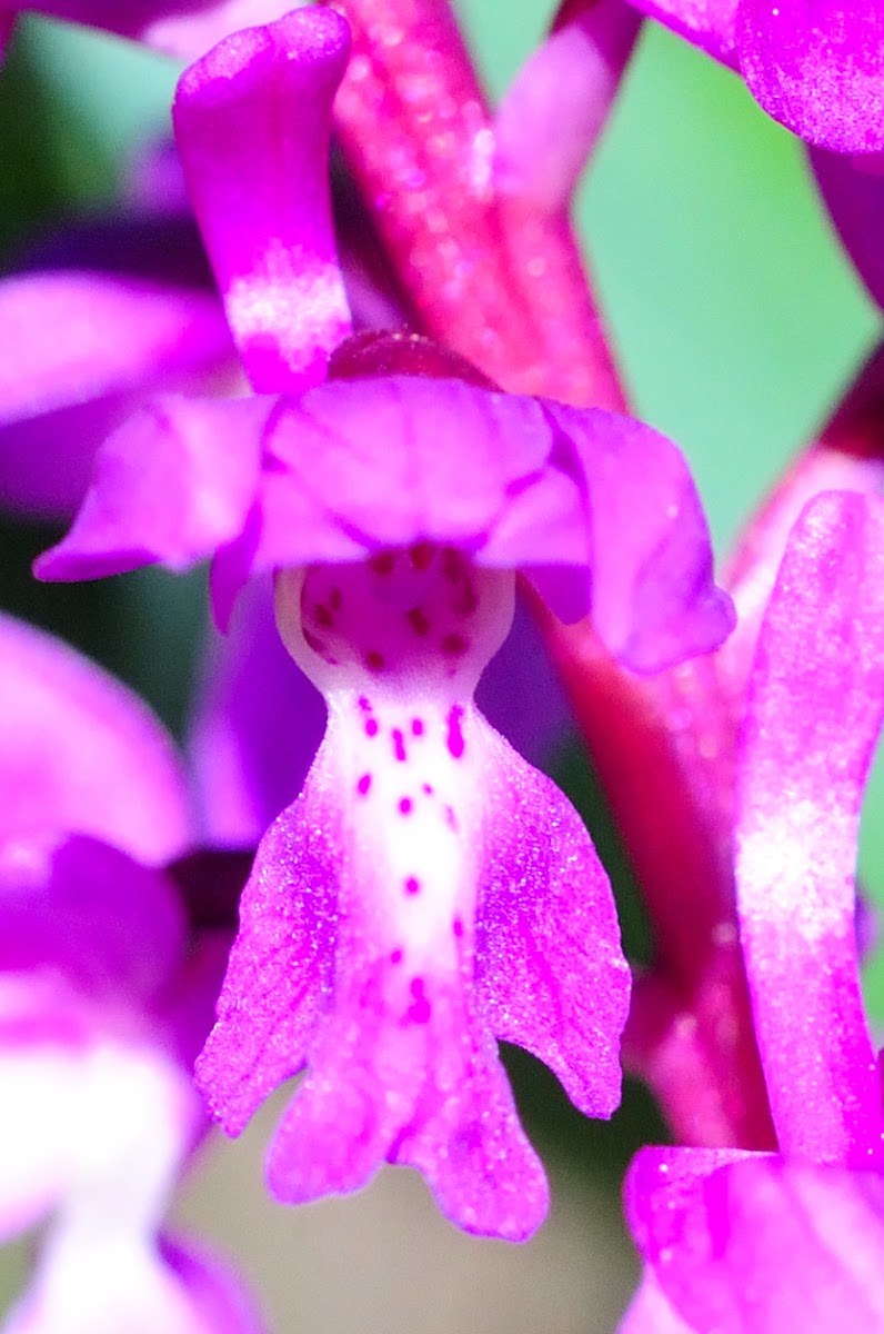 Early purple orchid; Satirión manchado