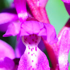 Early purple orchid; Satirión manchado