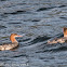 Goosander