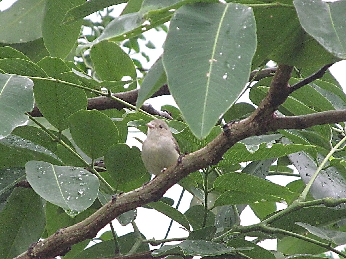 Pale-billed Flowerpecker