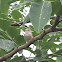 Pale-billed Flowerpecker