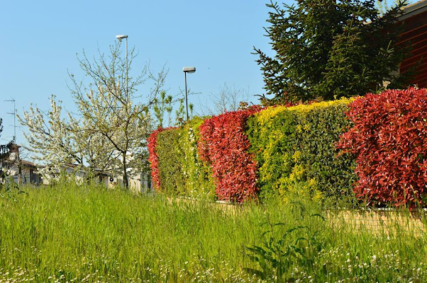 Esplosione di colori  di Benta