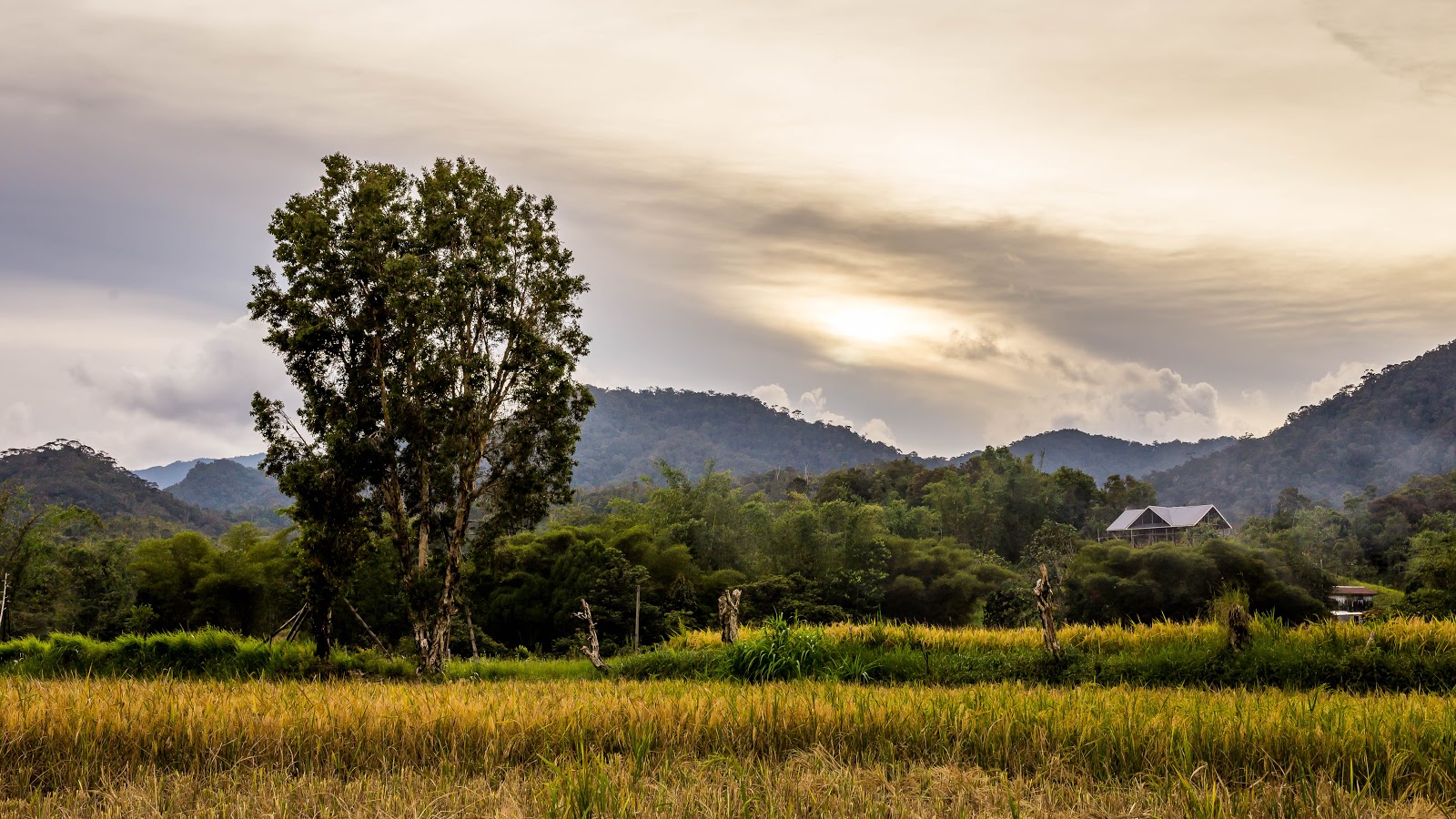 Bario evening scenary_.jpg