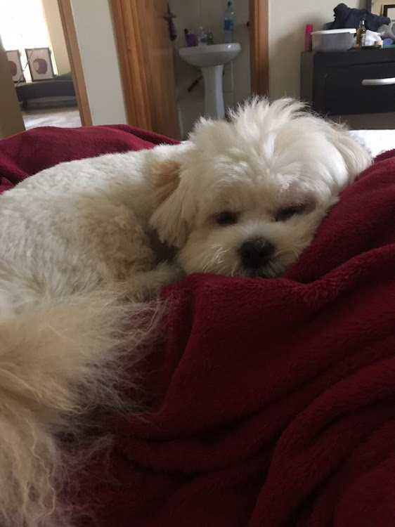 South African expat Pamela Lourenco is trying to raise R45,000 in an online crowdfunding campaign to bring her Maltese poodle Munchkin home from Lagos, Nigeria.