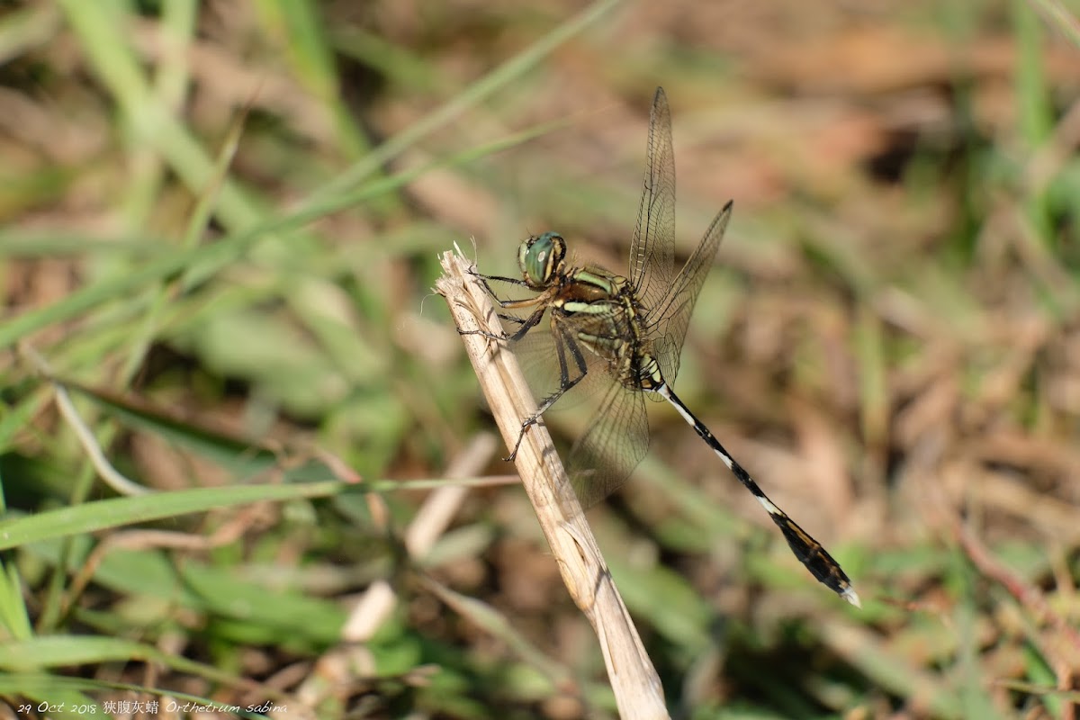 Orthetrum sabina 狹腹灰蜻