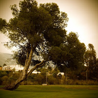 Albero in un campo da golf di 