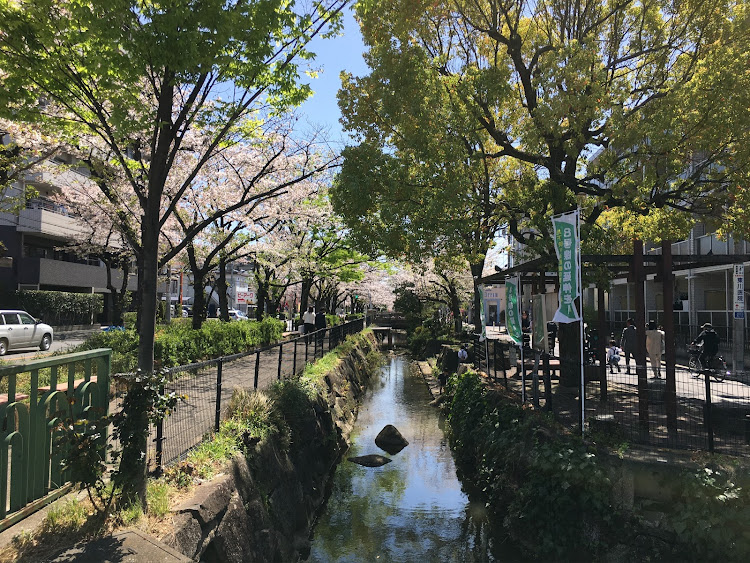 コペンの春☘️の花便り祭り！第十三弾!日本🇯🇵の四季を大いに楽しみましようね！・幸せは自分自身で見出す物で他人から与えられる物では有りません！最高だね！・貧乏しても心❤️の貧乏人には成りたく無いですね！最高だね！・妬み!僻み!は持たず!心❤️豊かに過ごしましょう!最高だね！・人は人です!自分の納得出来る生き方をしましょう!最高だね！に関するカスタム事例の投稿画像66枚目