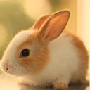 Cute Bunny Rabbit Wallpapers FullHD