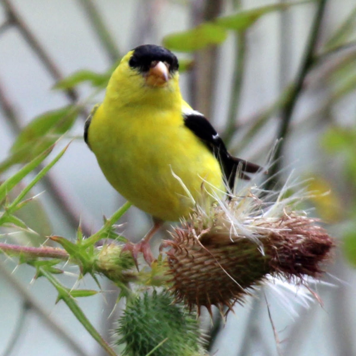 American Goldfinch (Male)