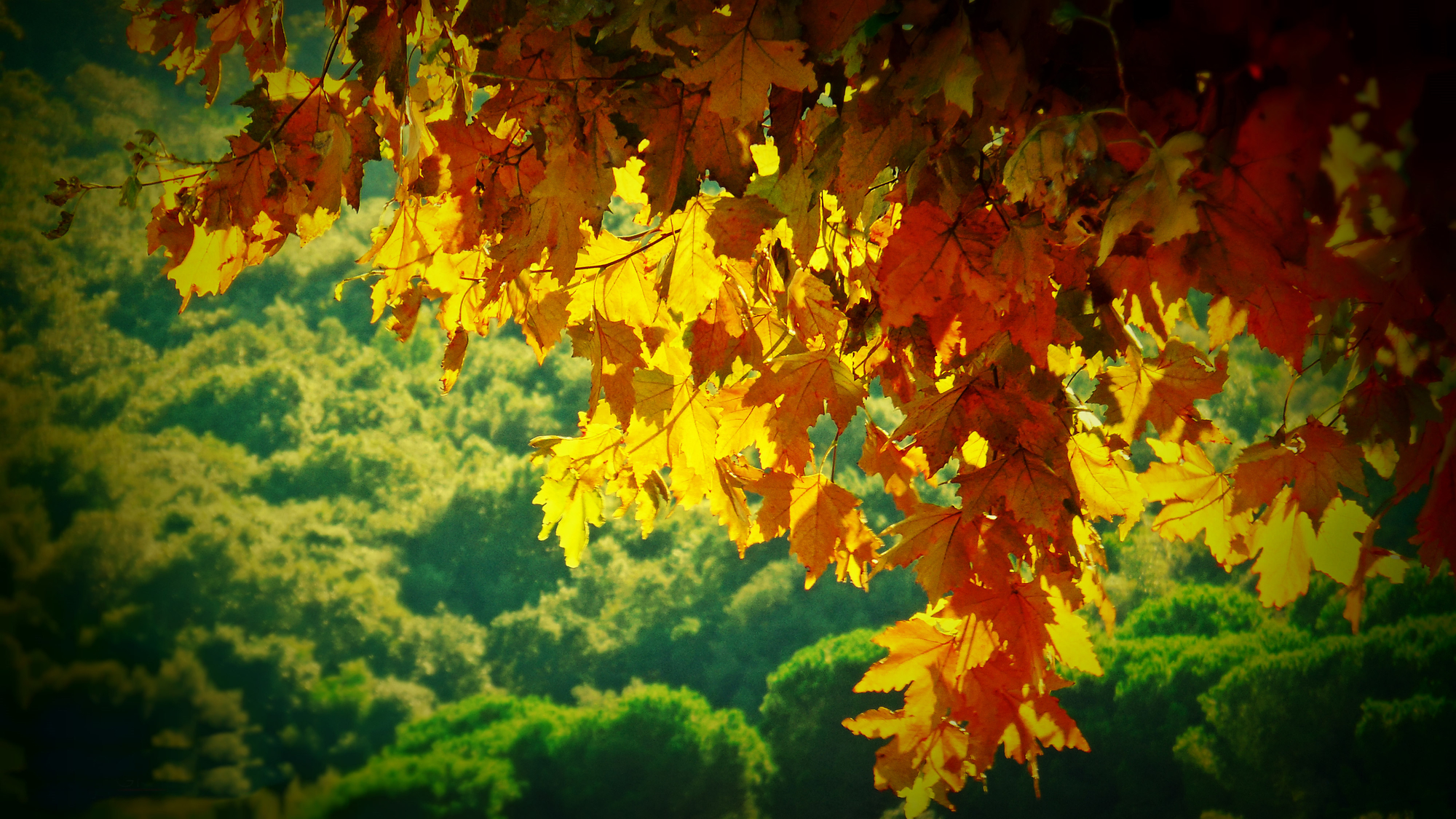 Colori d'autunno di Carlo de Lauro 