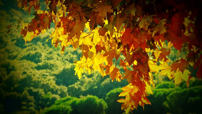 Colori d'autunno di Carlo de Lauro 