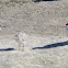 Caspian Tern