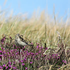 Meadow Pipit