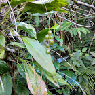 Dendrochilum sp.