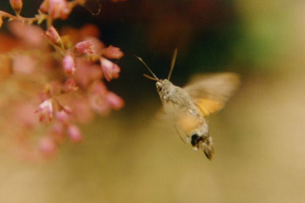 Dolce volo di allaualla