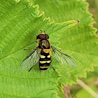 Hairy-eyed Flower Fly