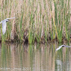 Whiskered Tern; Fumarel Cariblanco