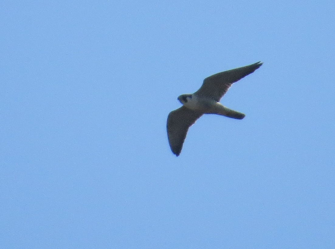 Peregrine Falcon