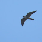 Peregrine Falcon