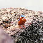 Malachite kingfisher