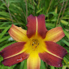 Daylily