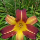 Daylily