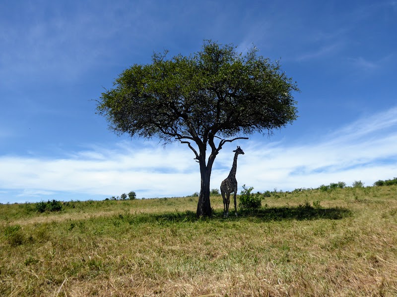 NOS VAMOS A MASAI MARA - Un poquito de Kenia: Lagos Naivasha y Nakuru, Samburu y Masai Mara (16)