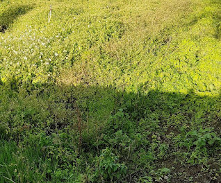 terrain à Saint-Julien-de-Concelles (44)