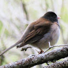 Black eyed junco