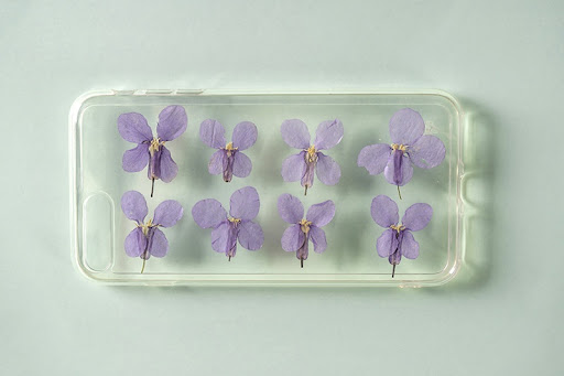 Title 3, Dried Orychophragmus Violaceus Flowers. Natural...