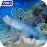 Sea Life Theme Video Wallpaper icon